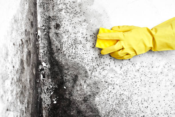 Why You Should Choose Our Mold Remediation Services in Moody, TX