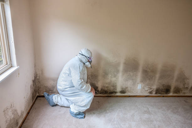 Trusted Moody, TX Mold Prevention & Removal  Experts